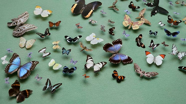 Sammanlagt förvaltar världens 73 största naturhistoriska museer 1,1 miljarder föremål. På bilden en fjärilsvägg från utställningen Livets mångfald på Naturhistoriska riksmuseet. Foto Staffan Waerndt
