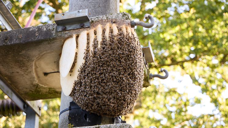 20241022_Umsiedlung Bienenstock_2