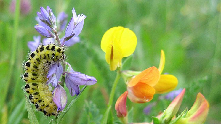 Larv av fjärilen sexfläckig bastardsvärmare (på jungfrulin). Arten är beroende av blomrika marker, till exempel naturbetesmarker och slåtterängar. Foto: Lars Johansson