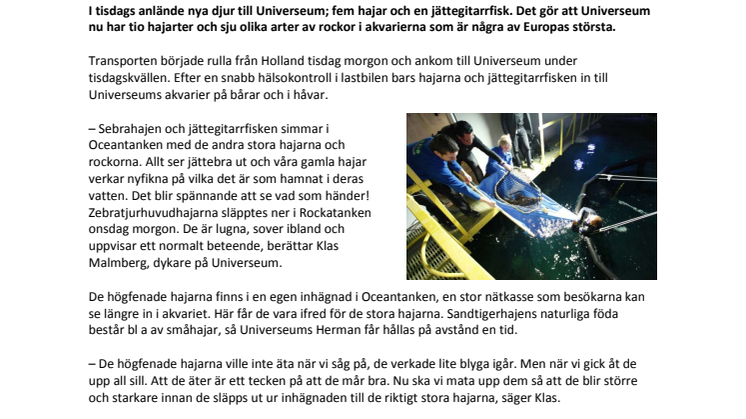 Fem nya hajar till Universeum