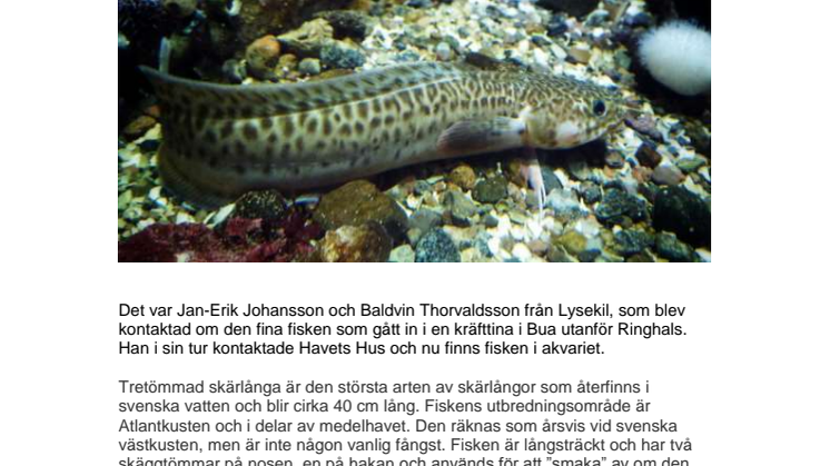 Ny ovanlig fiskart till Havets Hus i Lysekil!