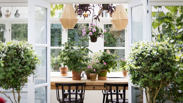 Uterum är sköna platser på våren, för både människor och växter. Bild: Pelargonium for Europe
