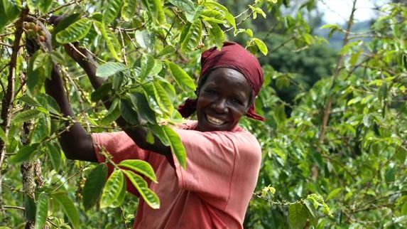 Zoégas fortsätter jobba för hållbart odlat kaffe i Östafrika