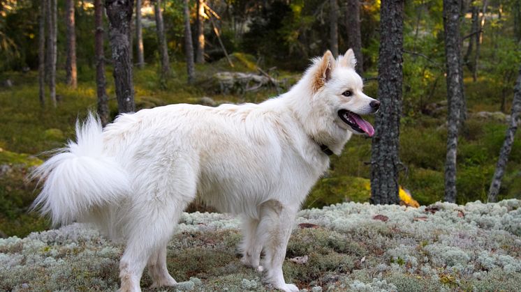 Så tryggar du skogspromenaden med hunden 
