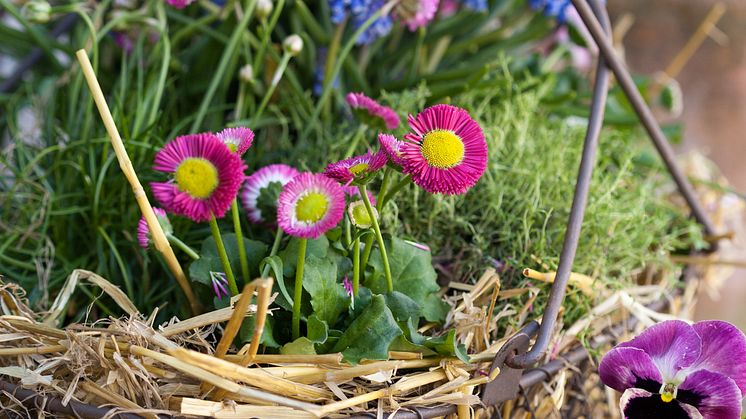 Månadens blomma – mars 2012
