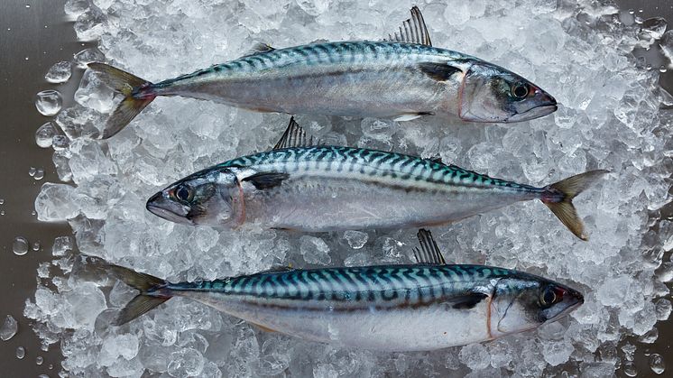 RS5170_Mackerel 35