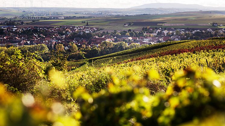Vinregionen Rheinhessen (Rheinland-Pfalz) med utsikt över Bechtolsheim. FOTO: Deutsches Weininstitut GmbH