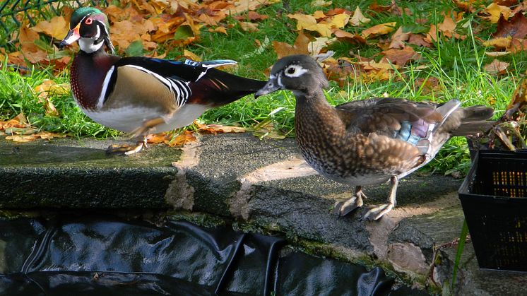 Animal quackers at Pinfold Lane Day Centre