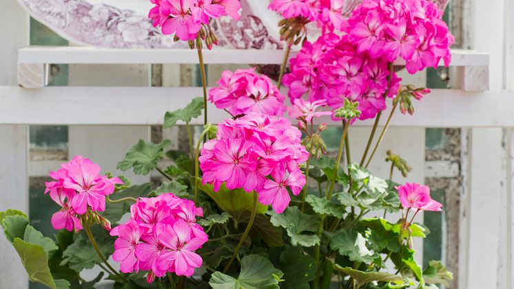 Pelargonium ´Knapa-Trädet´