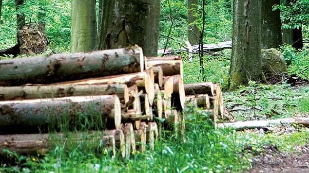 Skogen är het trots minskad lönsamhet för skogsbruket