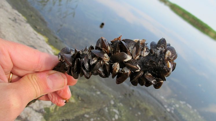 Vandrarmussla hittad i Glan och Roxen