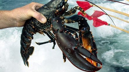 Hummertinor kan störa oljesaneringen vid Tjörn