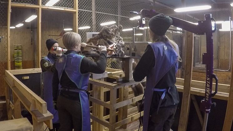 Första giraffen röntgad frivilligt 