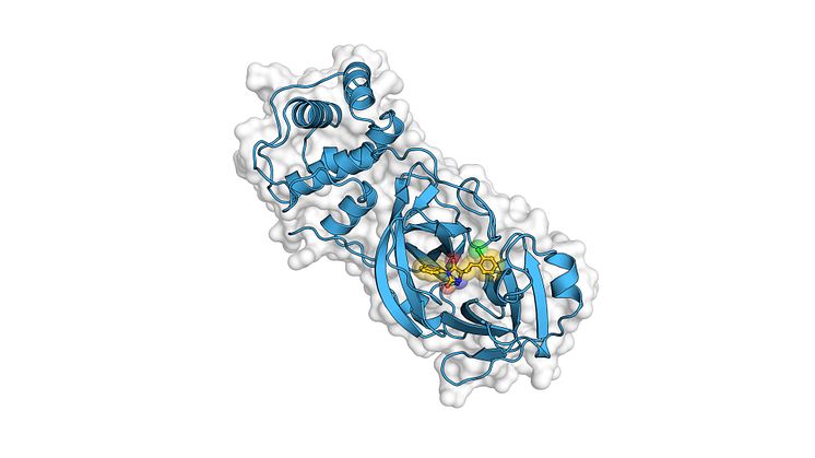 The image shows a model of the coronavirus enzyme. Picture: Andreas Luttens