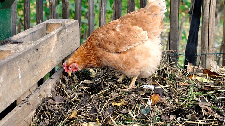 Om egg, høner og majones