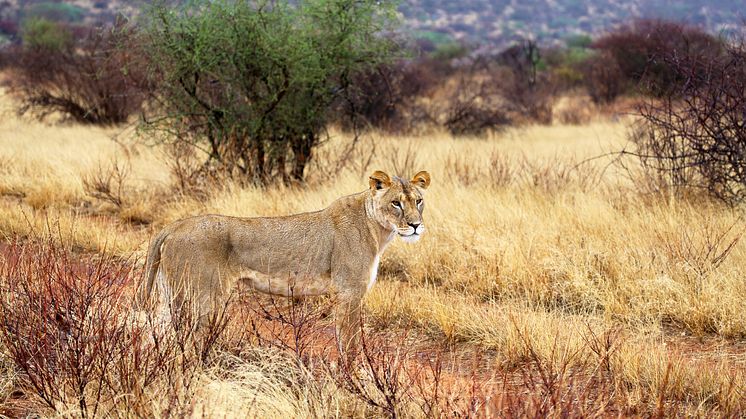 Jambo Safari i Östafrika
