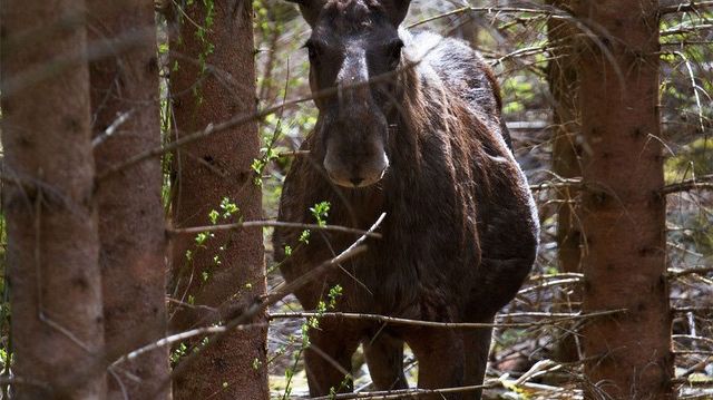 Foto: Mattias Björkbacka