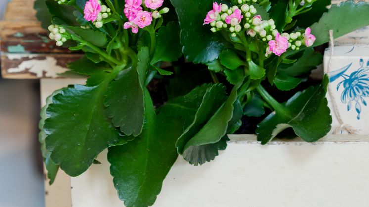 Kalanchoe  CALANDIVA-SERIEN 