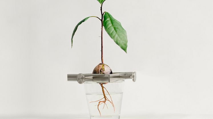 Regrow – design Madeleine Nelson