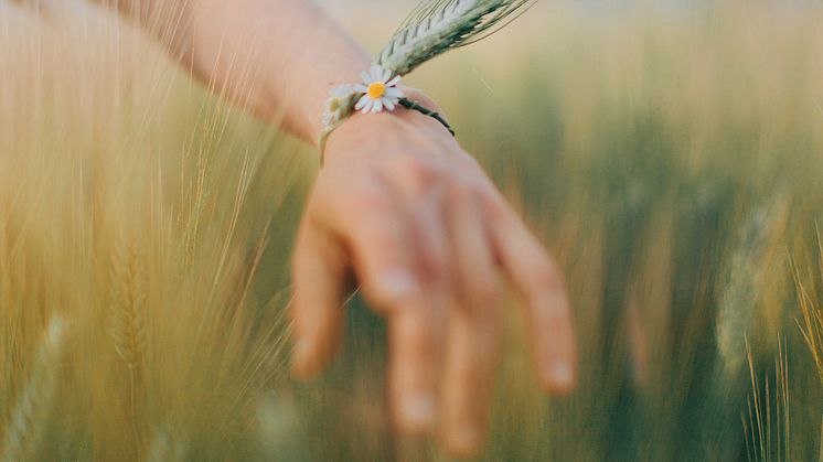 Wheat field