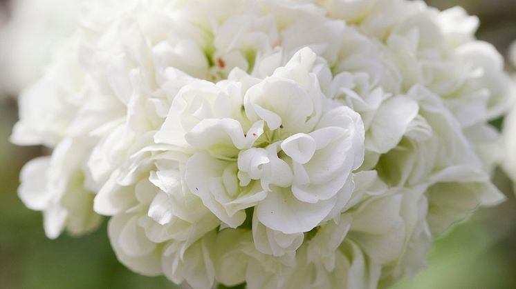 Pelargonium ´Kronprinsesse Mary´