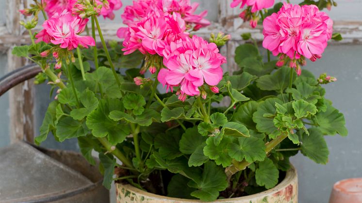 Pelargonium x hortorum ’Maria Dangel’ i betongkruka