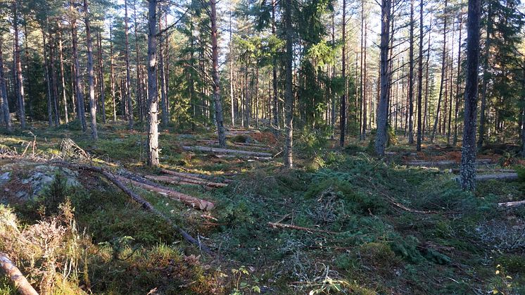 lavskrikaskog_DSC07906