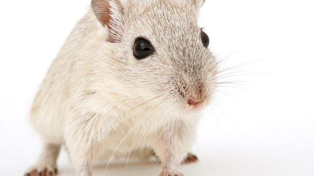 animal-1238239_640