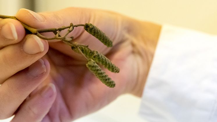 Forskarfnatt: om pollen