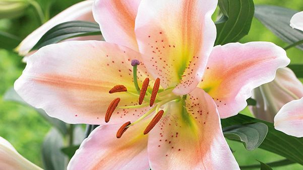Orientlilja 'Salmon Party' Blomsterlandet 2023