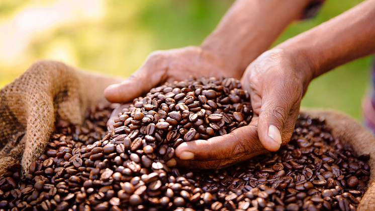 Green Coffee Talks: Nachhaltiger Genuss mit Slow Forest Coffee