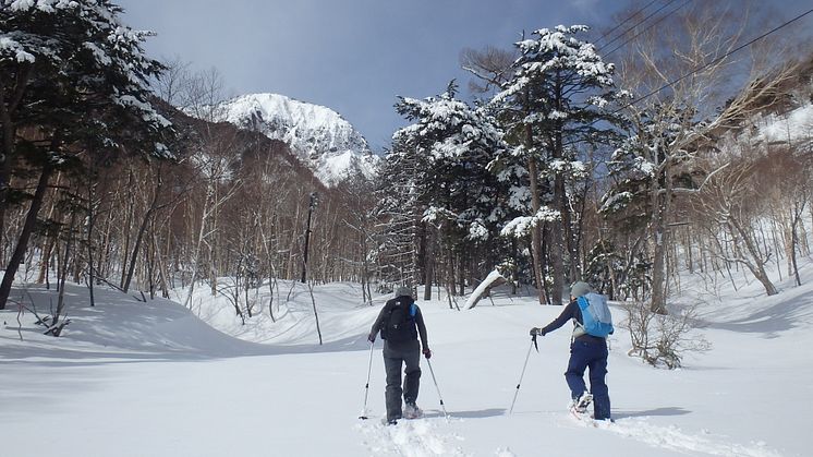 snowshoe