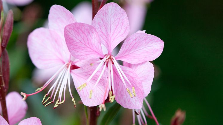 Gaura 2018 Foto@annikasnaturligating   (6)