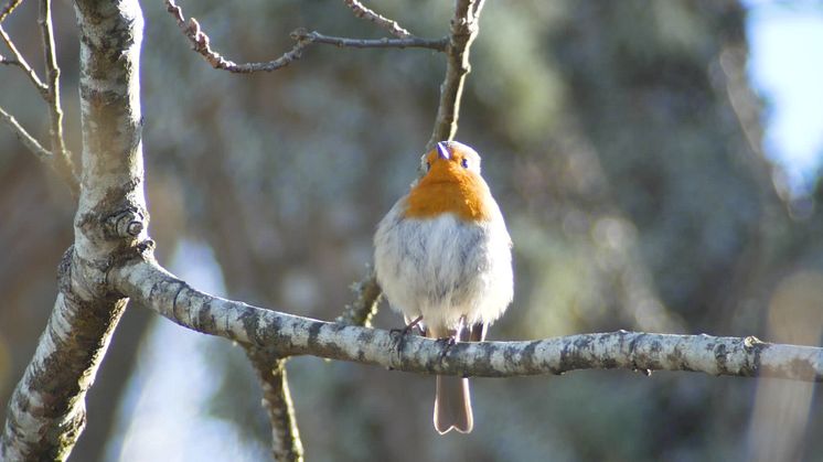 Video: European robin