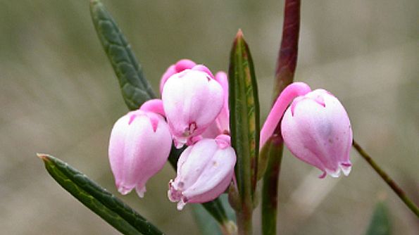 Med Byamossarna har nu Värmland 170 naturreservat