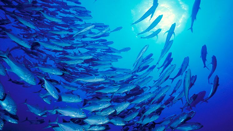 Fiskstim (Caranx sexfasciatus)