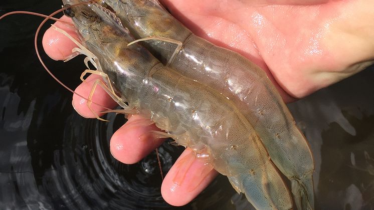 The project will develop fish and shrimp production in circular aquaculture systems. Photo: Sergio Zimmermann