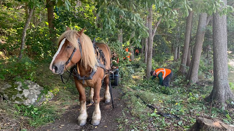 Traditionella metoder passar bäst i känsliga områden