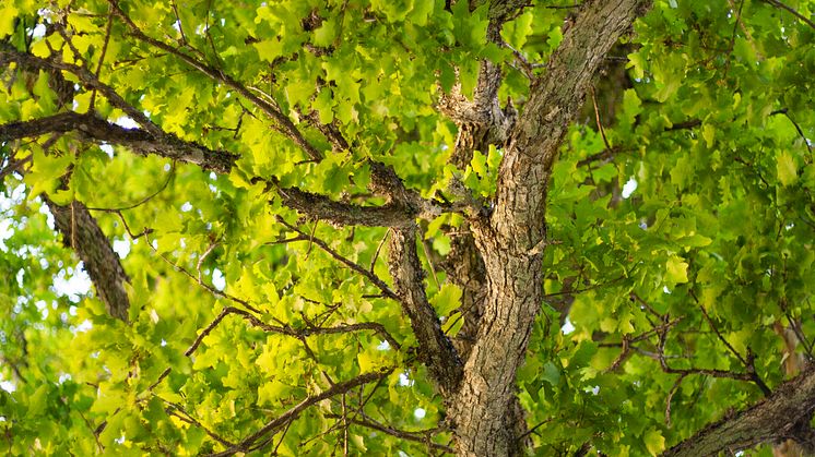 Bjelin-OAK-3