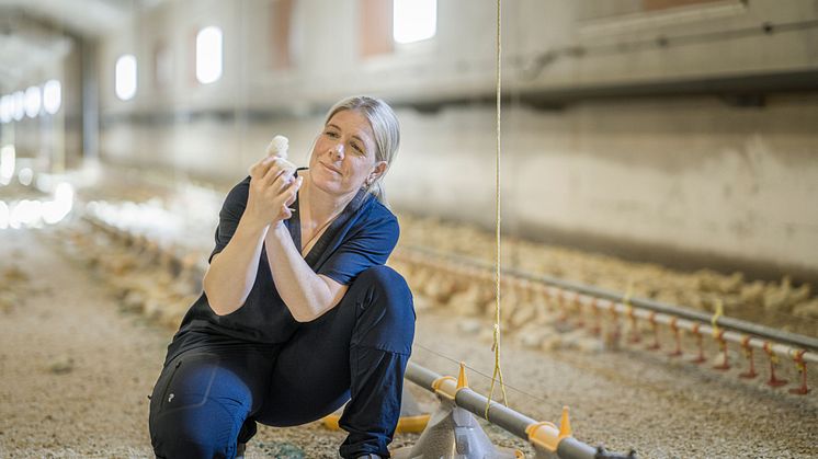 Jenny Andersson, omvald ordförande och kycklingbonde, Svensk Fågel