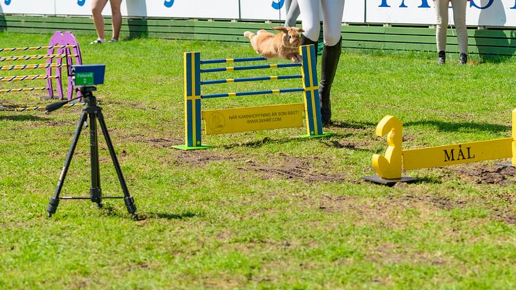 Swiss Equestrian Martin Fuchs wins Nations Cup in Rabbit Jumping at Falsterbo Horse Show