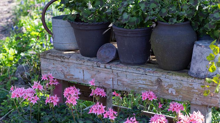 Årets Pelargon 2025 14 Pelargonium Summer Twist Rose foto annikasnaturligating.jpg