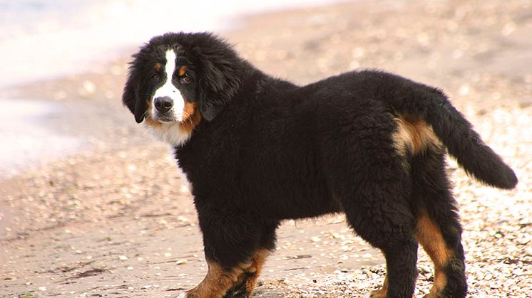 Kom ihåg att hålla din hund varm och torr när den badat kallt eller varit blöt länge. 