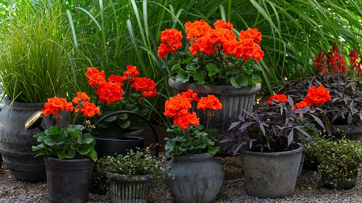 Årets Pelargon 2023 Pelargonium Moonlight Guido Foto annikasnaturligating (4)