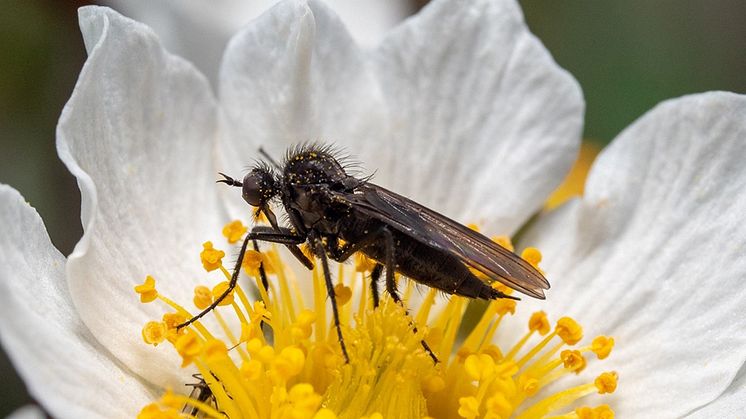 arktis-vaar-pollinator-960