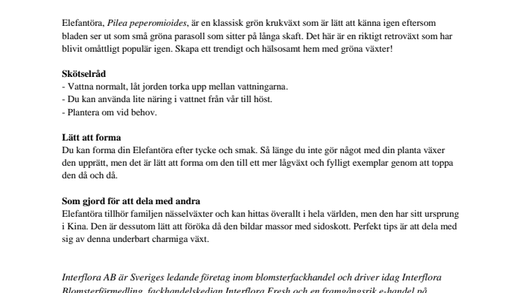 Populära krukväxten Elefantöra – så sköter du den!