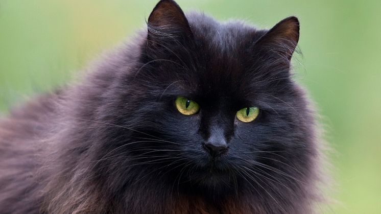 Undvik att ge det där lilla extra godiset till katten