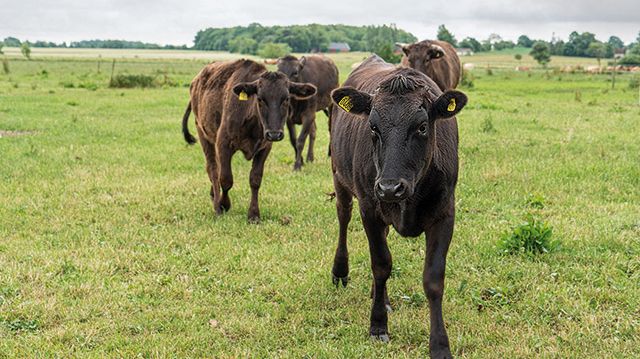 Wagyu i väst - Stressfria kor med japanskt ursprung