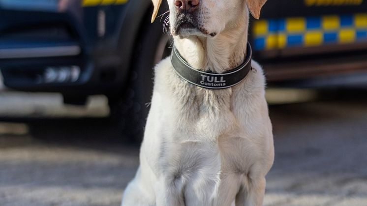 Årets Narkotikasökhund Max. Foto André de Loisted