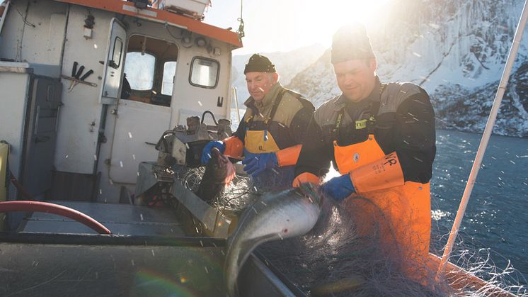 Nachhaltigkeit wird groß geschrieben: die Einhaltung von strengen Fangquoten und der Einsatz von schonenden Fangmethoden sind für die Norweger selbstverständlich. So wie hier beim Skrei, dem norwegisch-artischen Winterkabeljau.